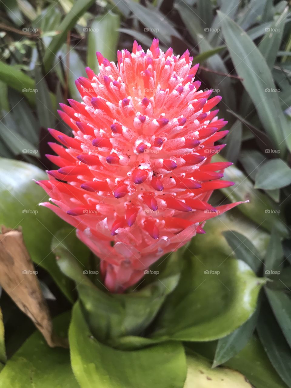 Beautiful Red Flower in Patio Backyard