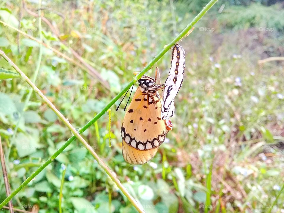 Butterfly the process of changing from a canterpillar to a butterfly