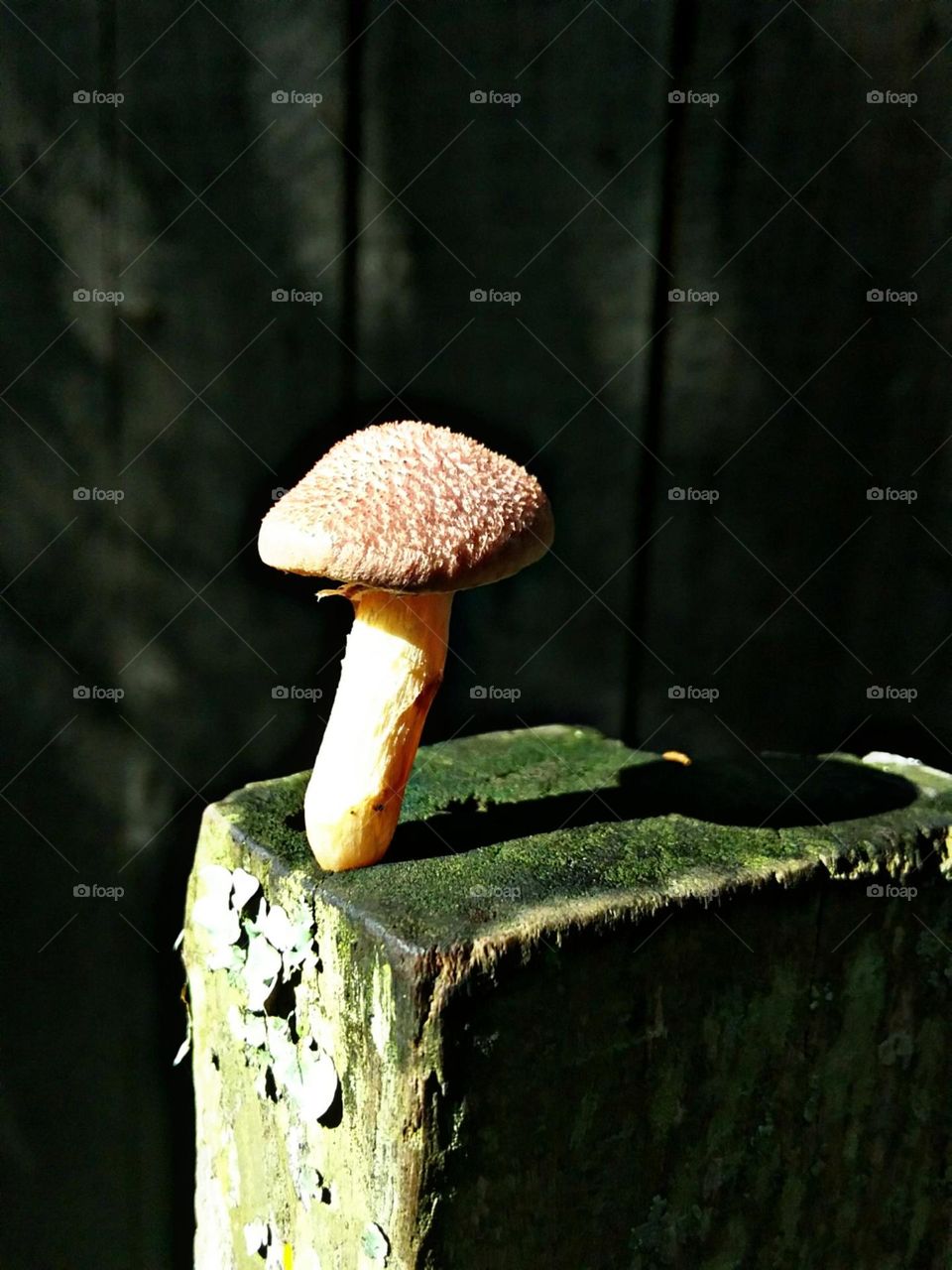 Pequenino cogumelo. Um encanto simples e gracioso.