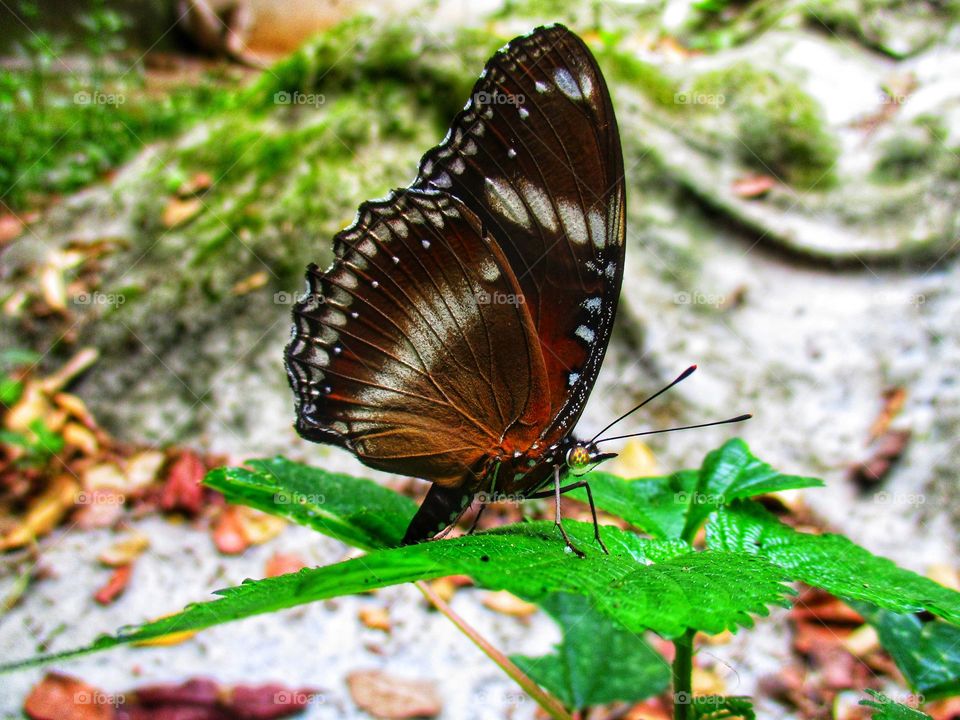 Beautiful butterflies perched on green leaves