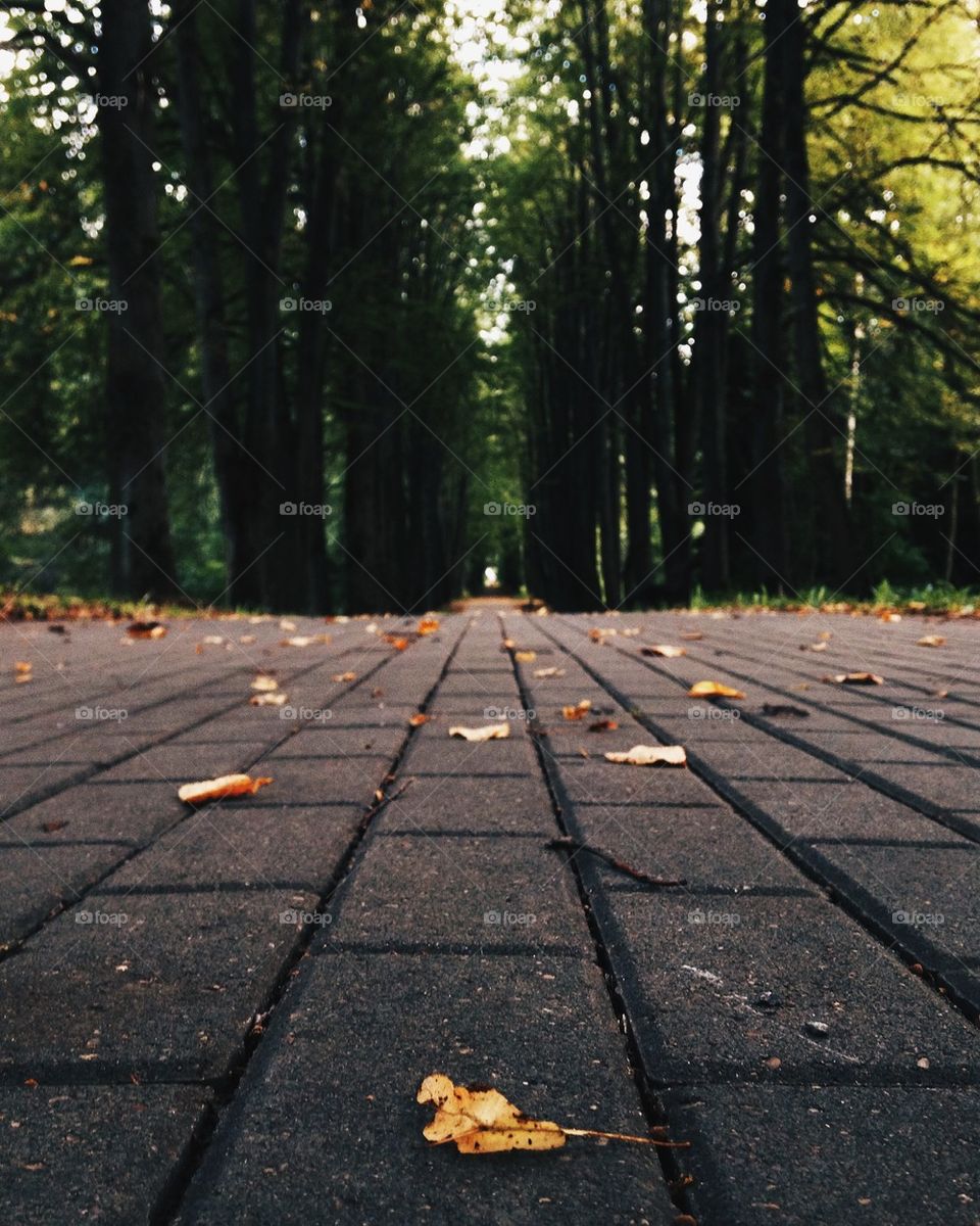 Autumn road 