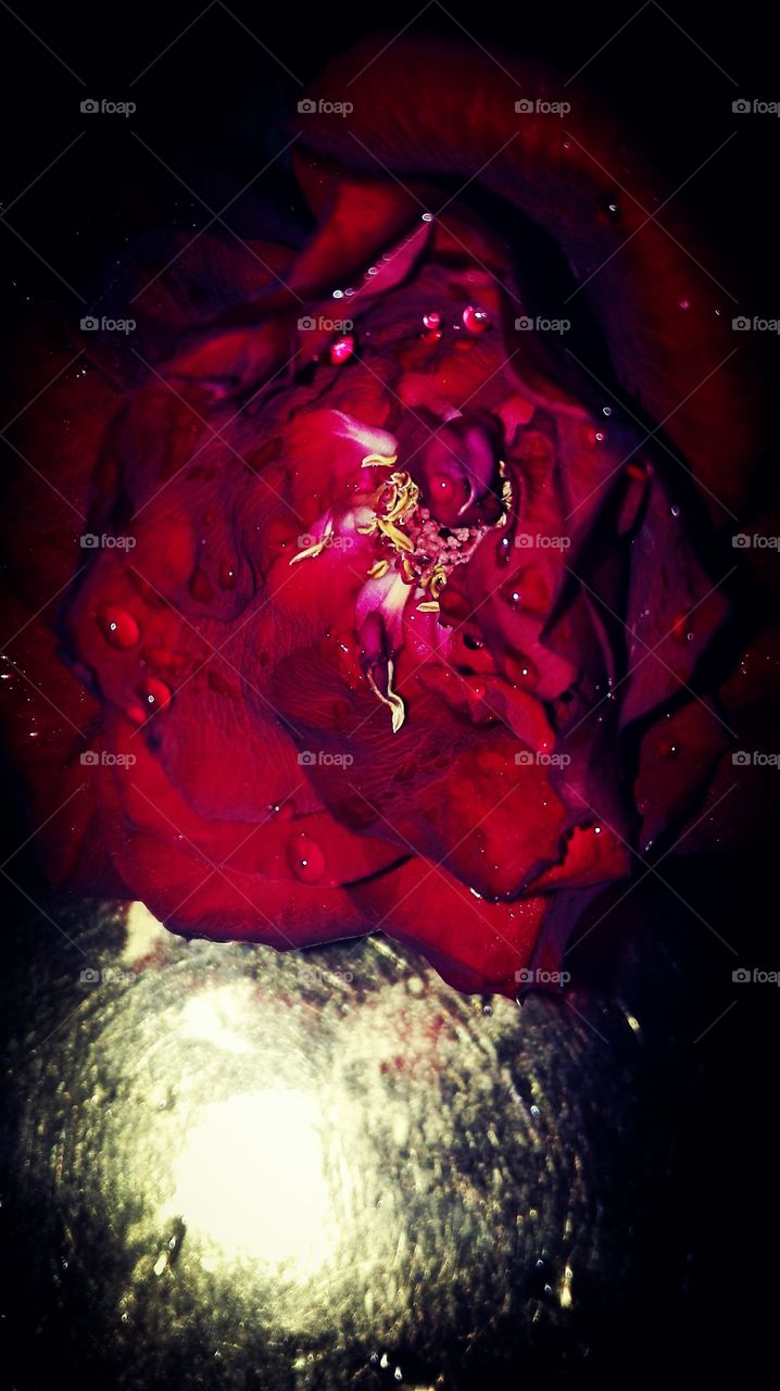 Rose 😢
