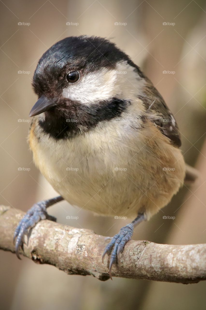 Coal tit
