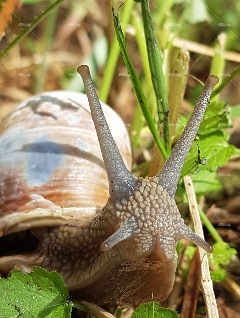 Snail in the garden. Helix Pomatia
