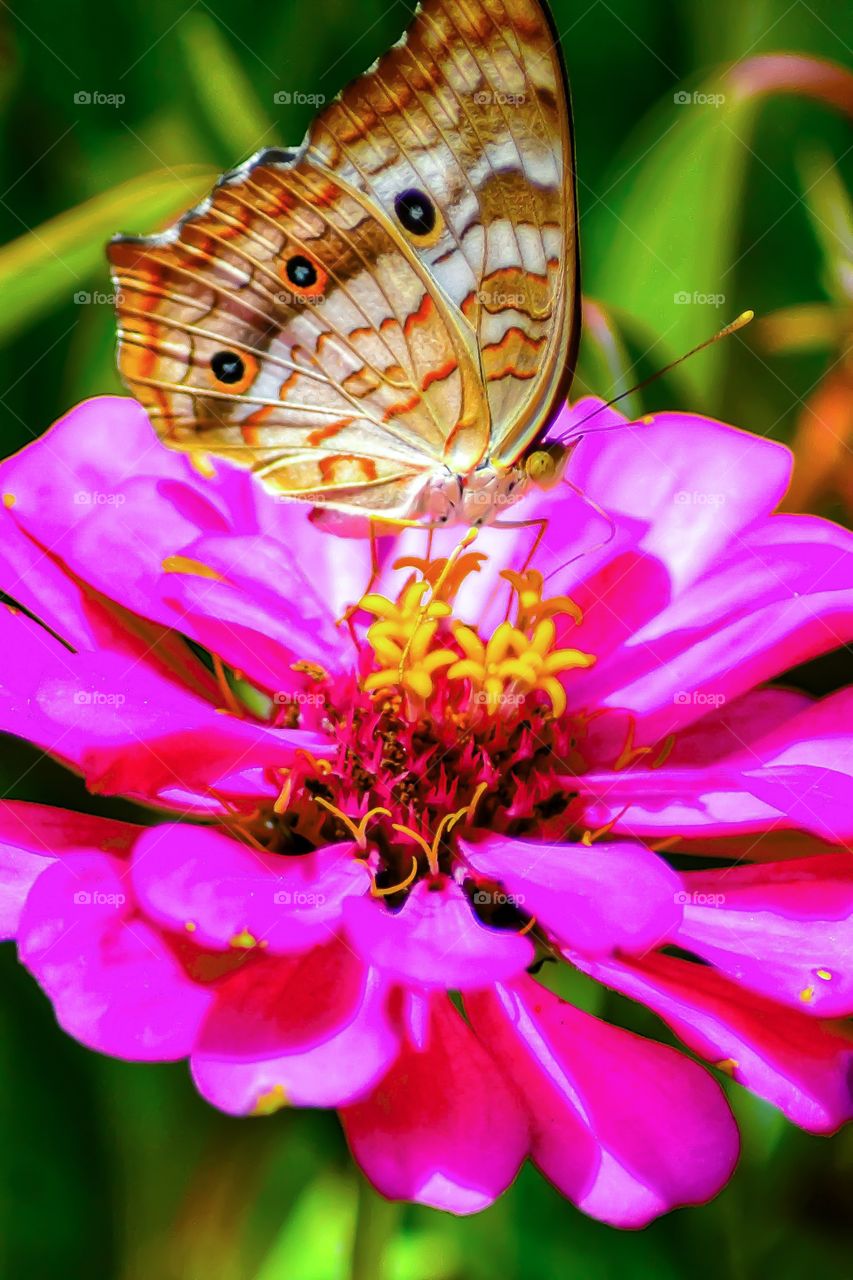 White peacock butterfly (anartia jatrophae semifusca)  inhabits coastal zones, canals and ponds. Anartia jatropaes is native from the Americas (from the US South to Argentina), but the semifusca subspecies is found only in Puerto Rico and the Virgin Islands.