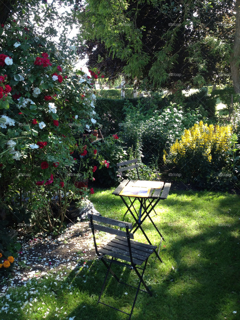 sweden garden summer roses by gyllen