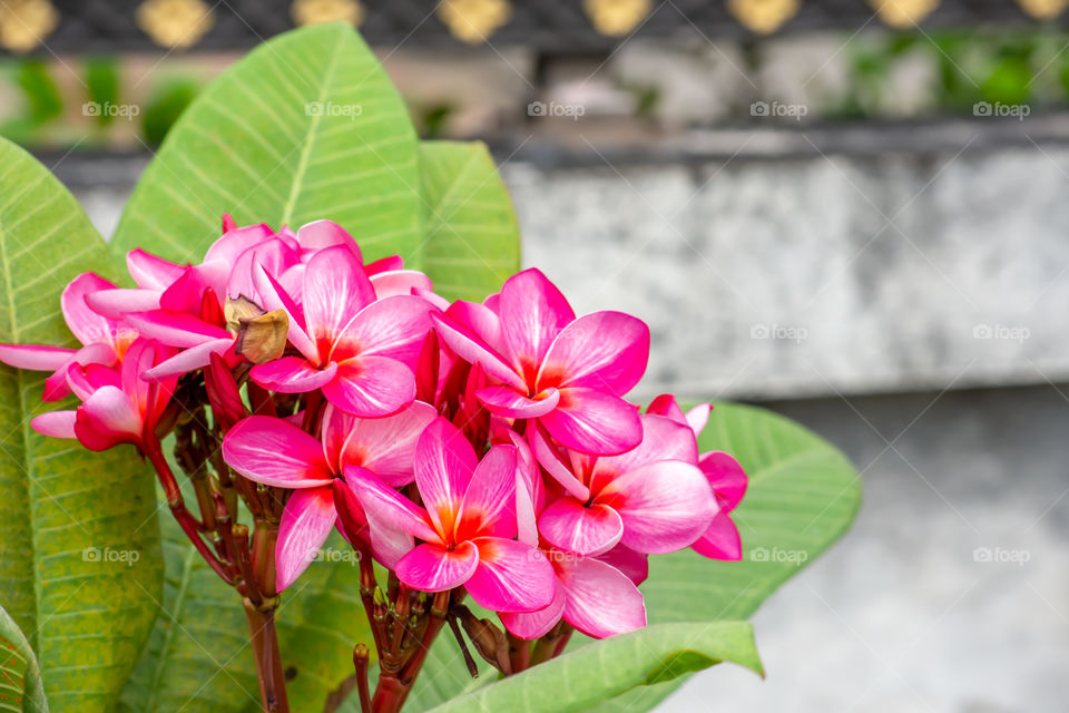 Pink flowers or Plumeria obtusa in garden.