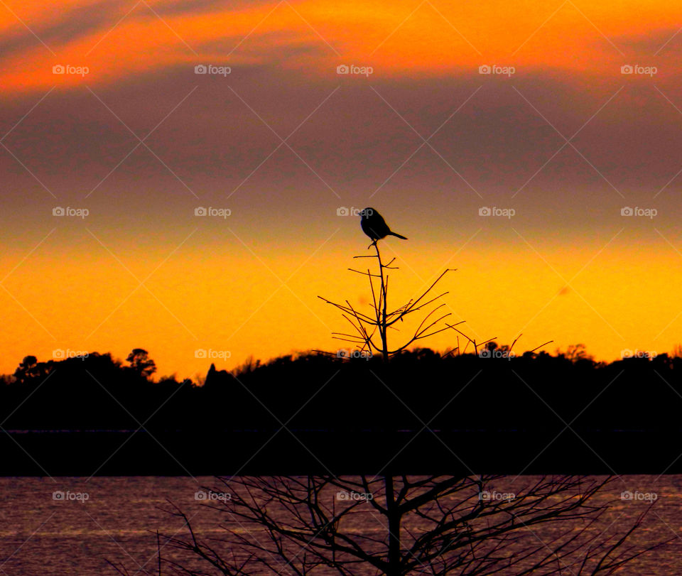 Incredible Sunset:There is nothing as diverse as nature itself. It is a beautiful place; and it is everywhere. I am a haunter of nature who loves its beauty and solitude. Take a deep breath, relax, open your eyes, and enjoy the ride through my beautiful world of nature!