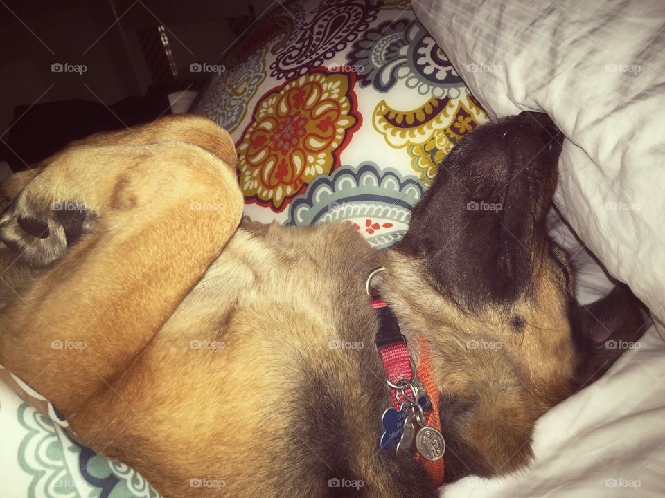 Winning at hogging the bed