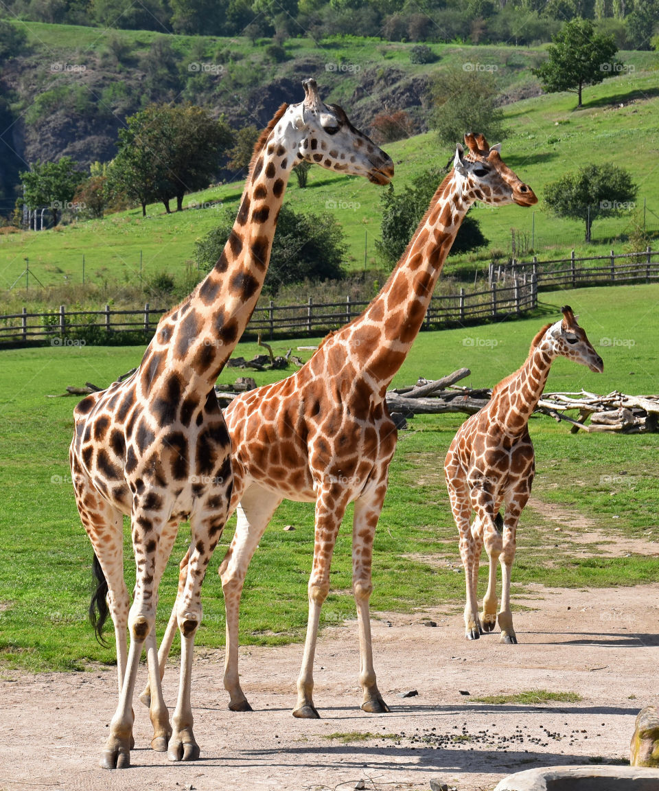 Three beautiful giraffes in Prague Zoo