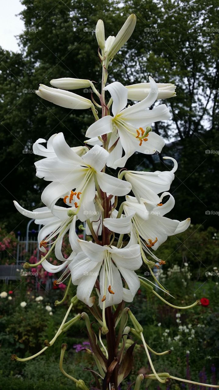 white lilly