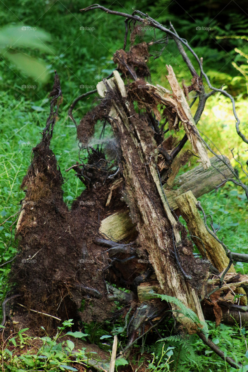 Forest Stump