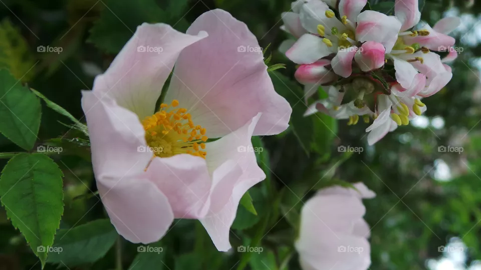 wild roses