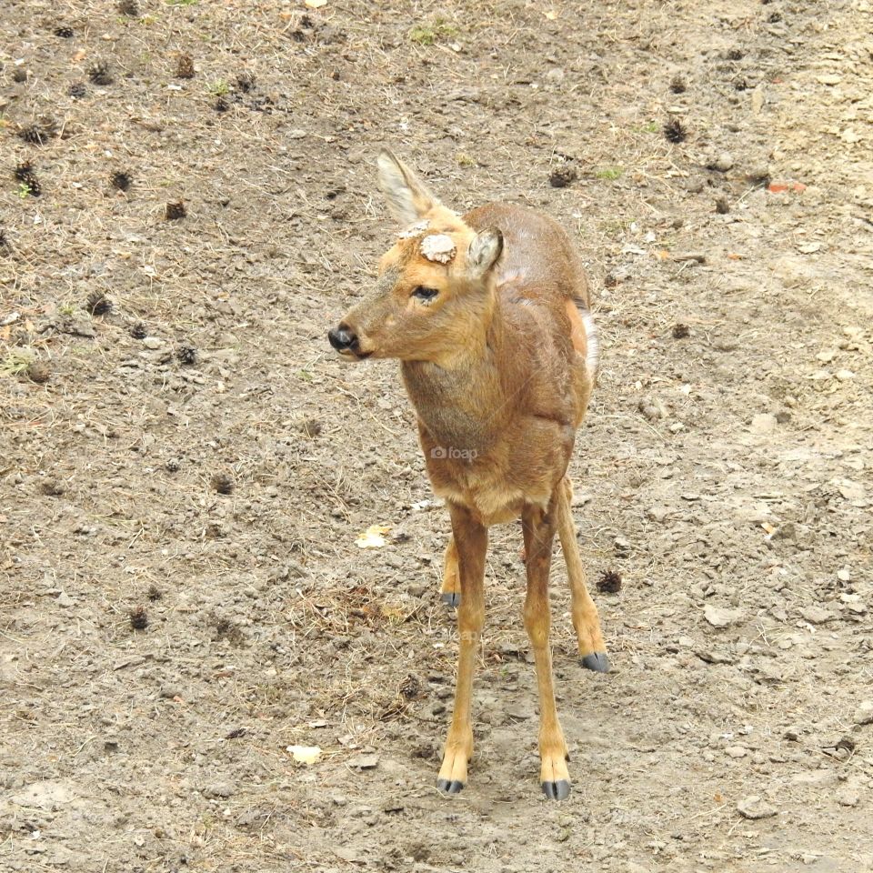 Siberian roe deer.