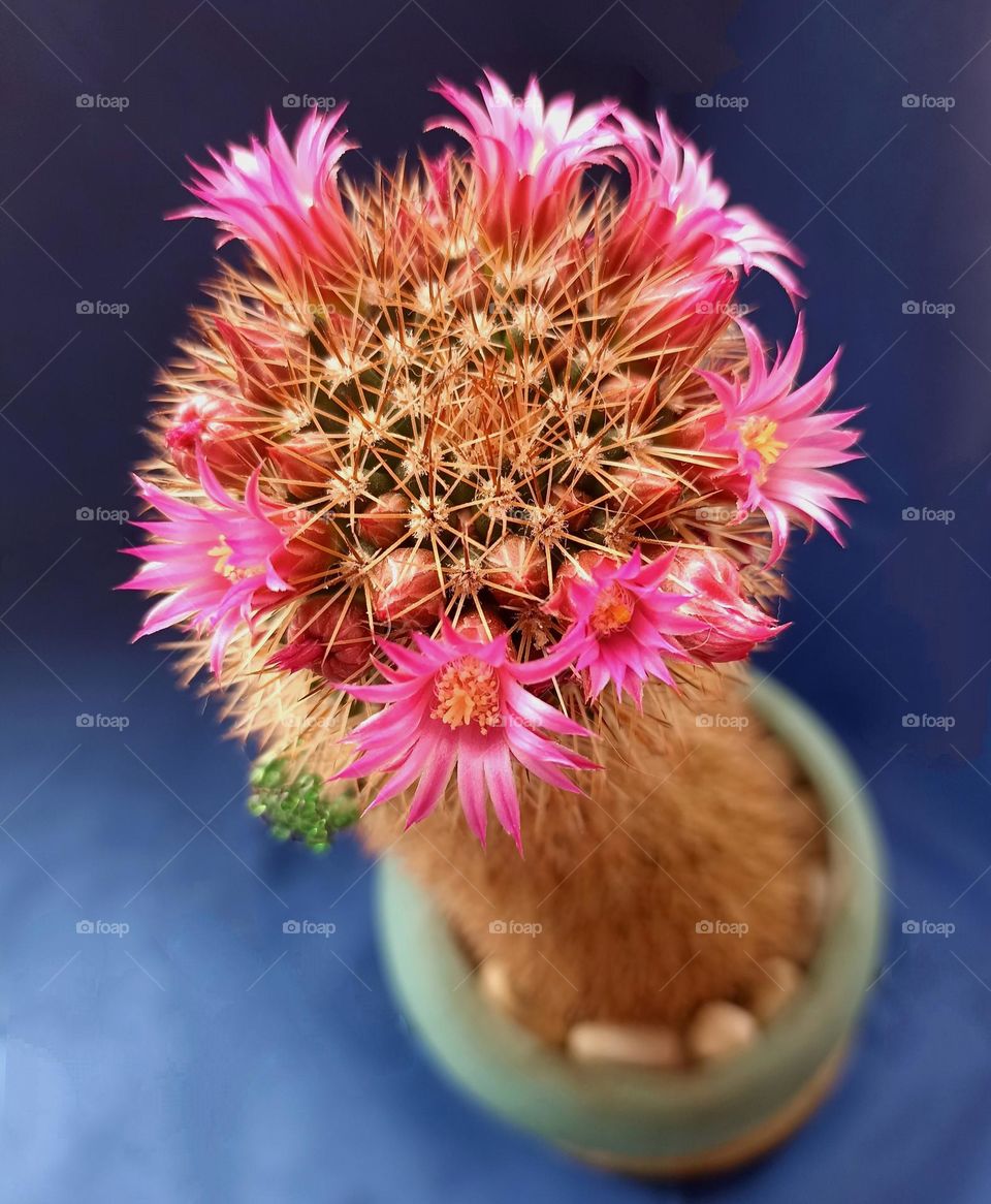 cactus pink flowers spring blooming