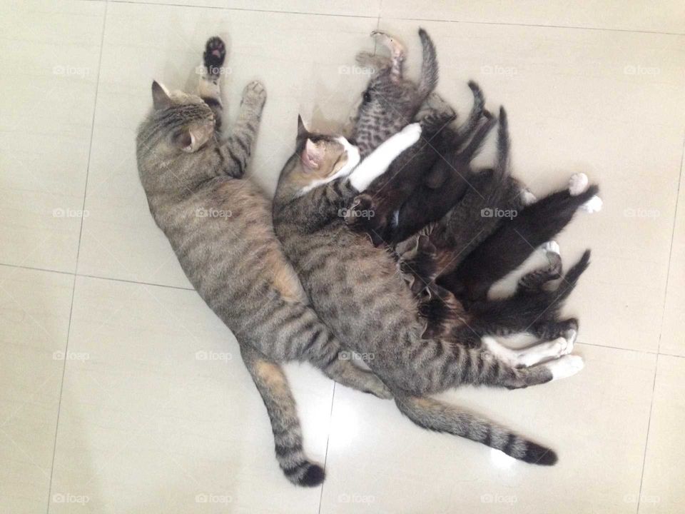 Lovely cat family