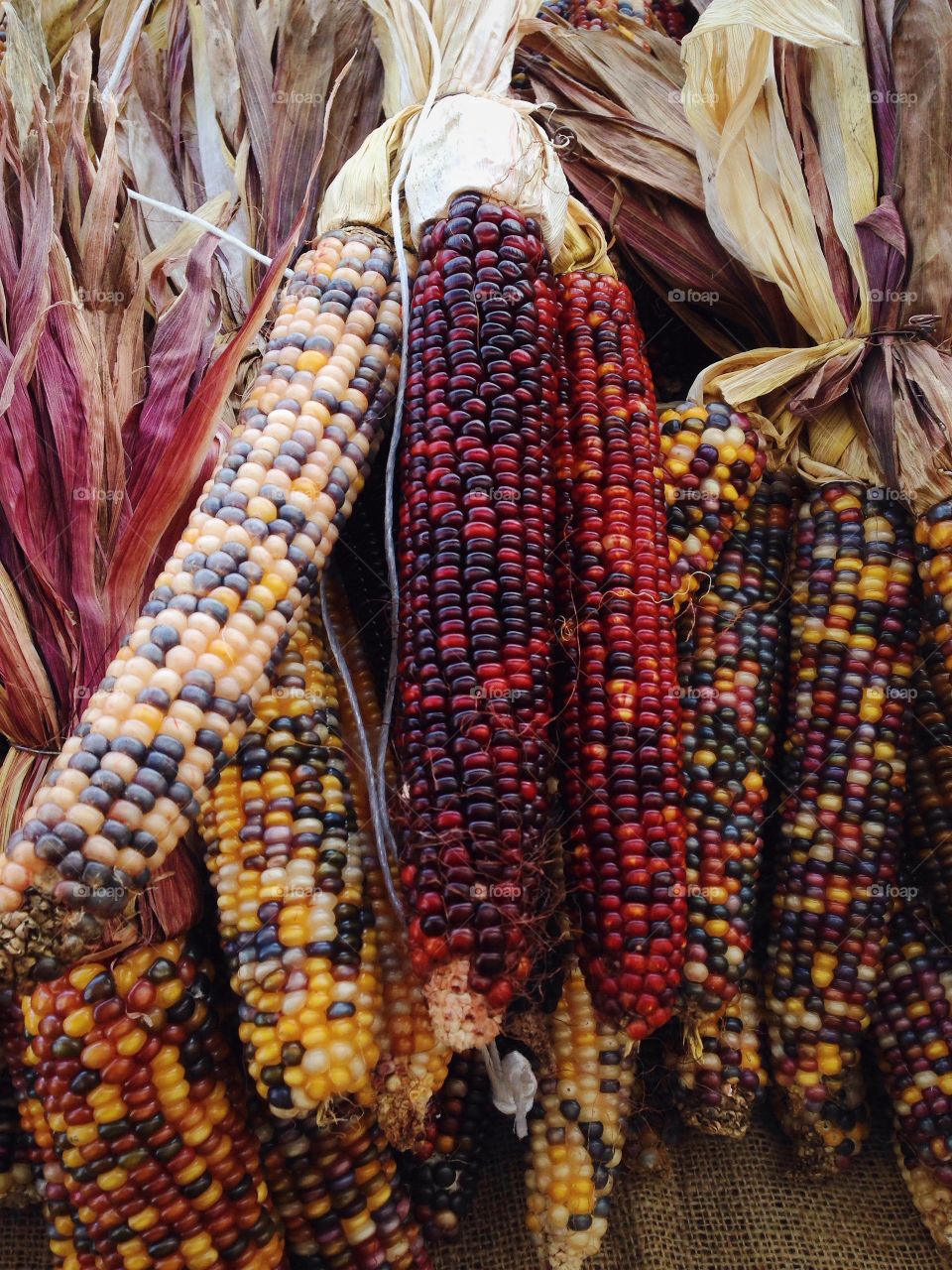 Colorful Corn
