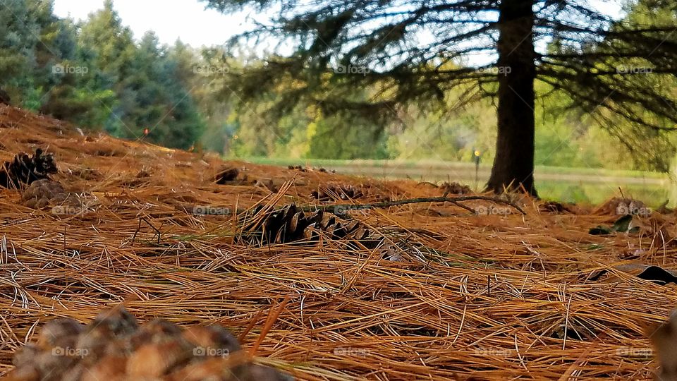 pine needles and pinecones on the ground underneath the trees