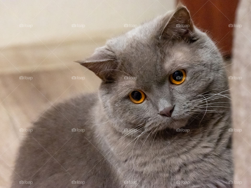 Beautiful furry gray British cat with yellow eyes
