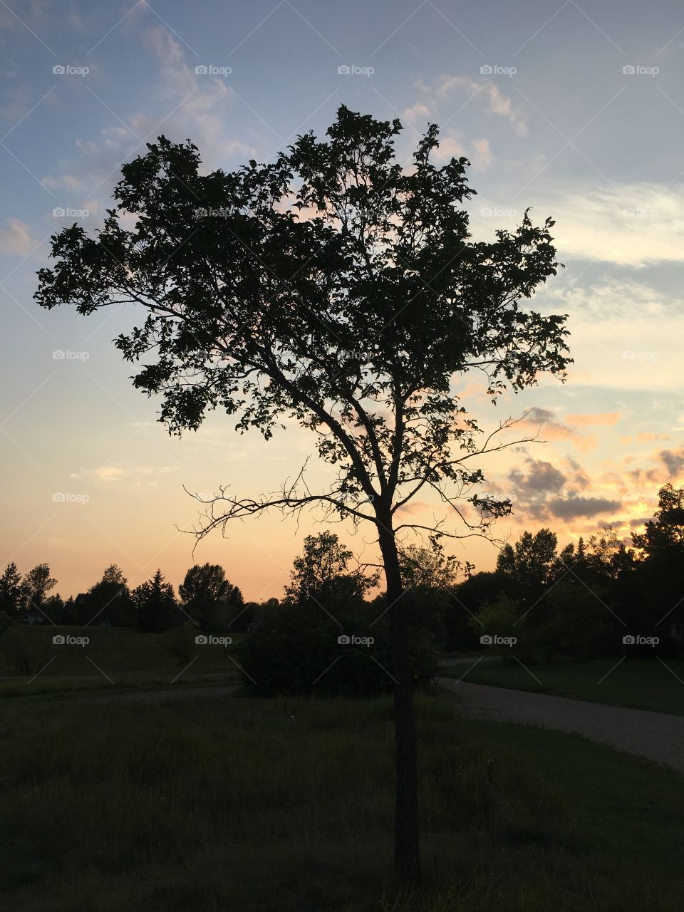 Cloud and tree