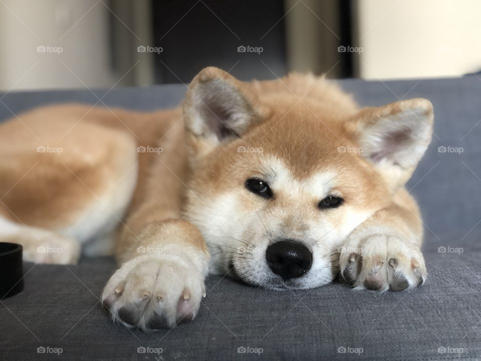 Akita inu