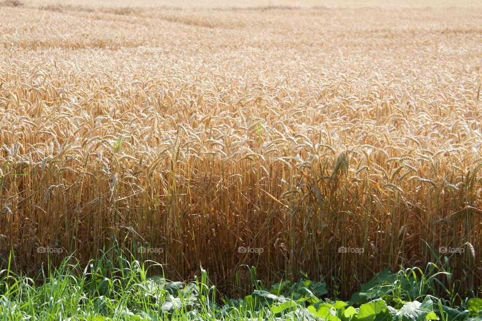 Harvesting time . Harvesting time 