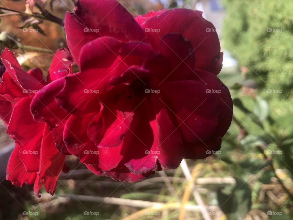 A beautiful red rose and a nice fall day
