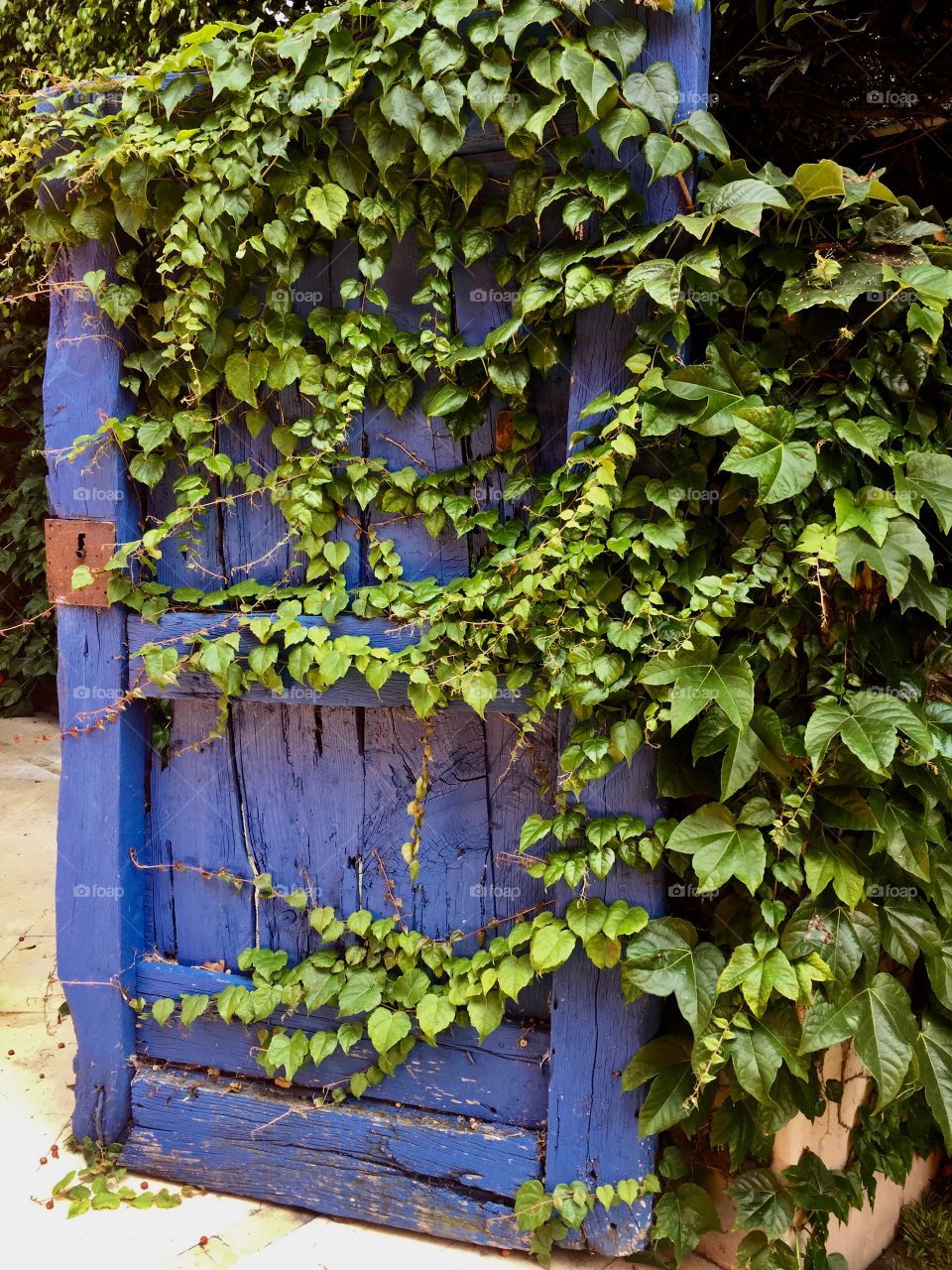 Blue Gate & Ivy