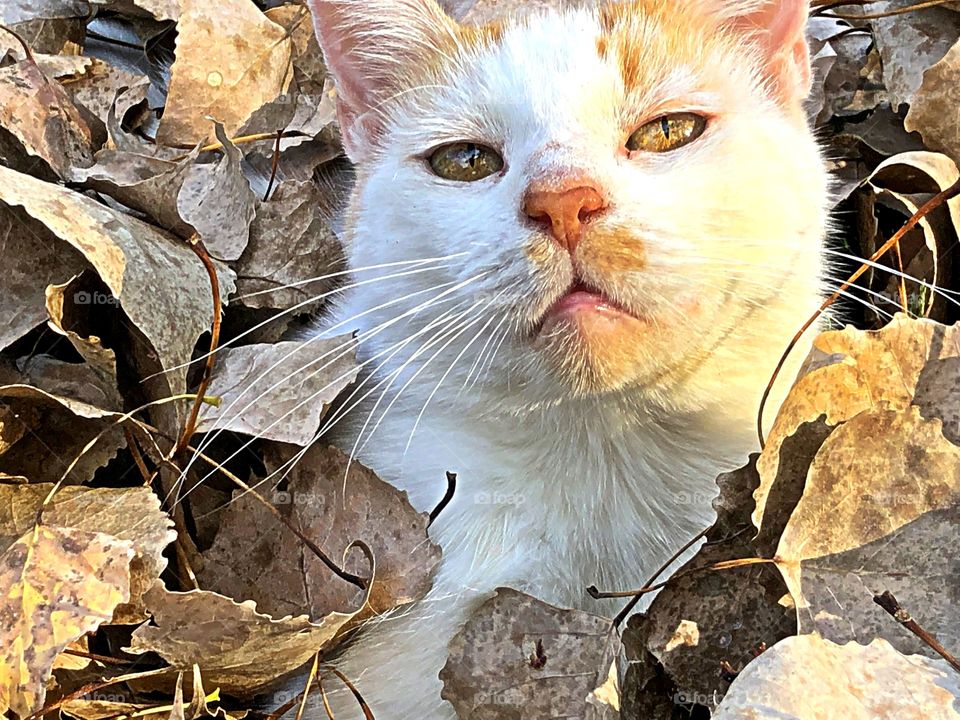 kitty in leaves