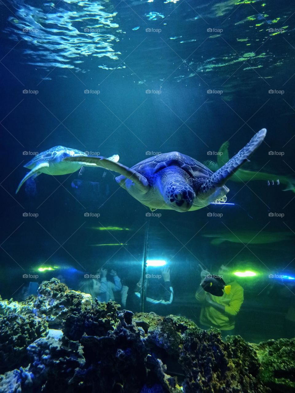 Glimmers: small moments of happiness . Sea turtle