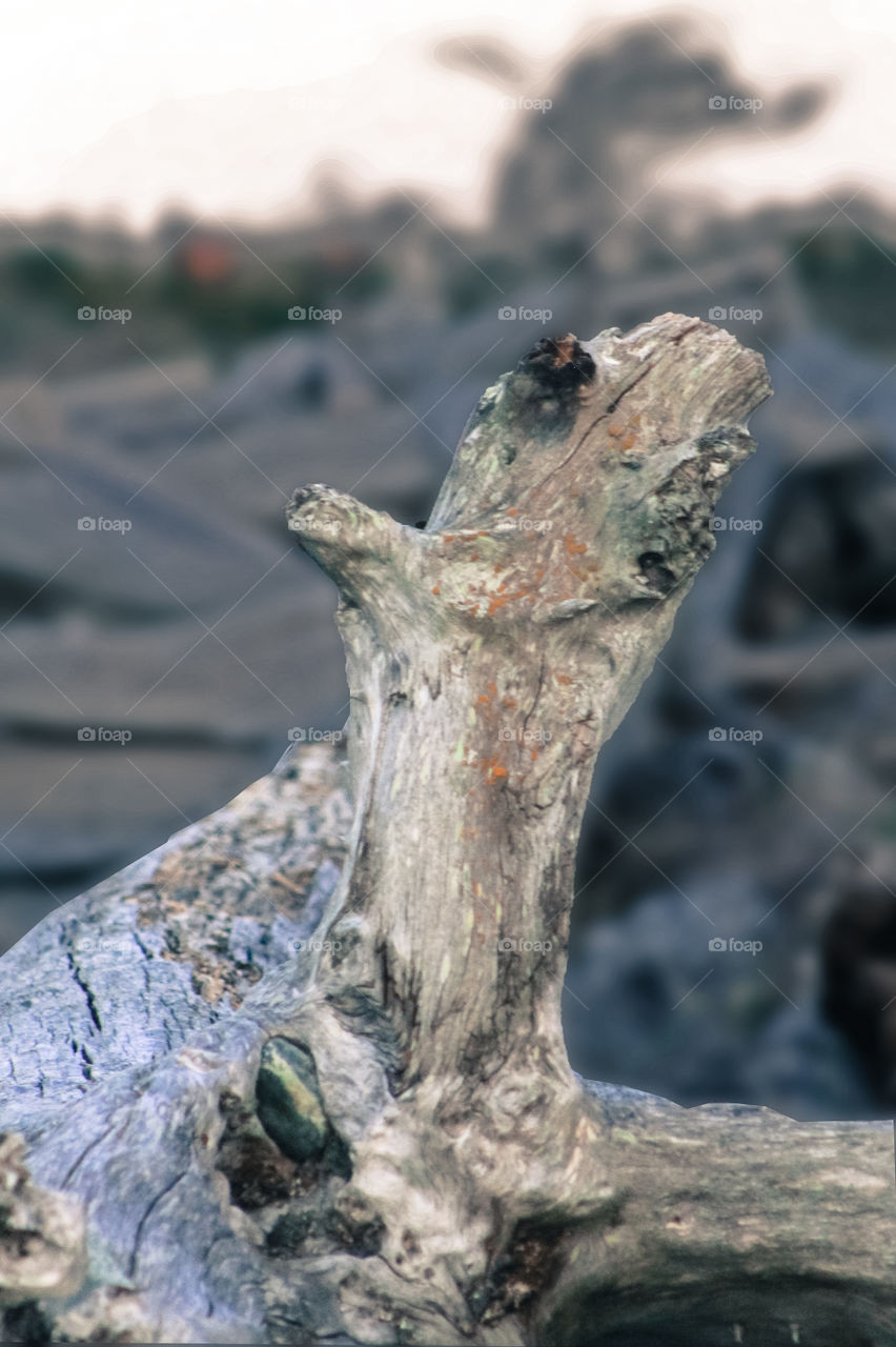 I often see features in pieces of driftwood. Just at the right angle, with a shaded & blurred background, this looks like some mythic wolf-like creature howling at the moon. At it’s shoulder, I see the bottom of a clawed foot reaching to strike me. 