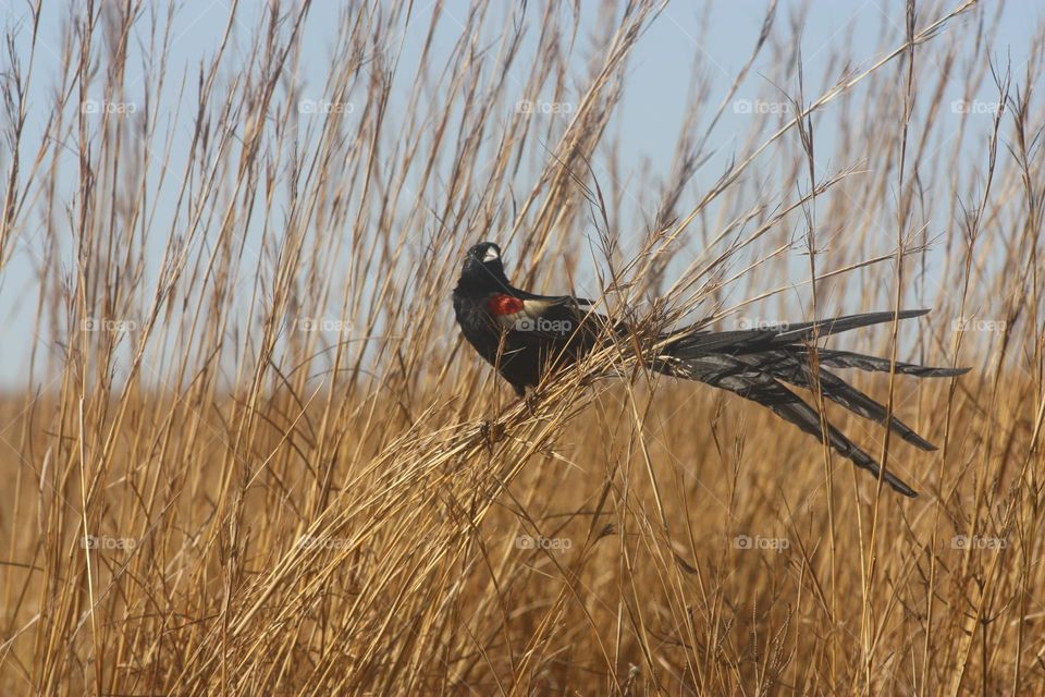 Long-tailed Widowbird.