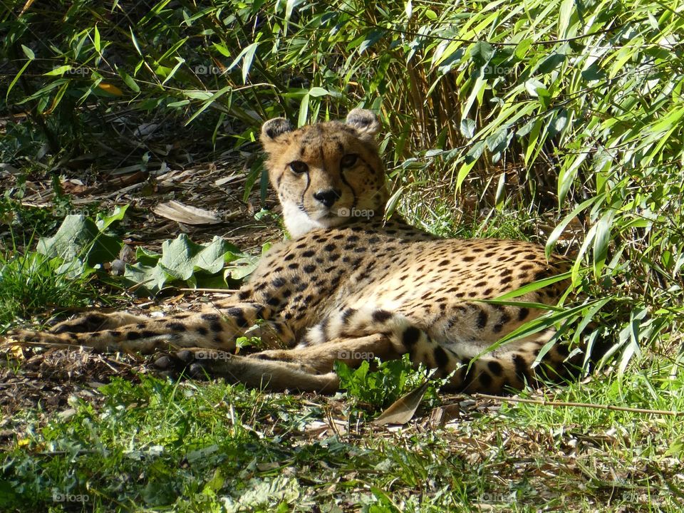 Cheetah relaxing