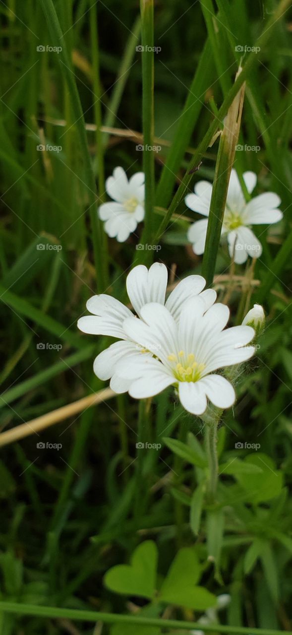 Small white flowers hiding in the grass