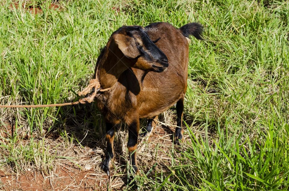 Tied Pregnant Goat