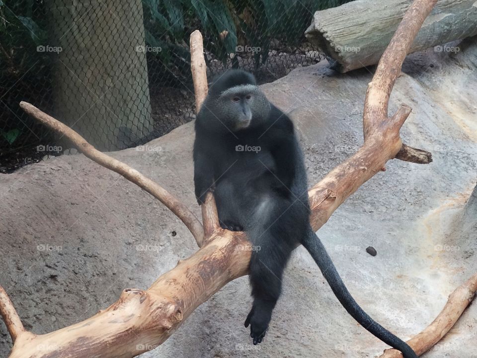 Monkey on the branch