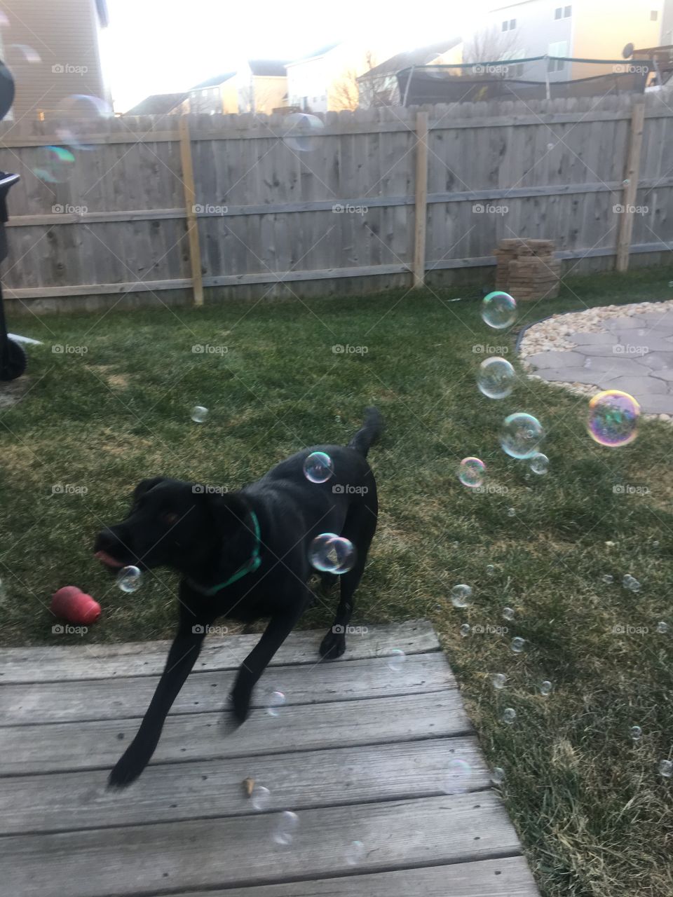 Bubbles are a dog’s best friend