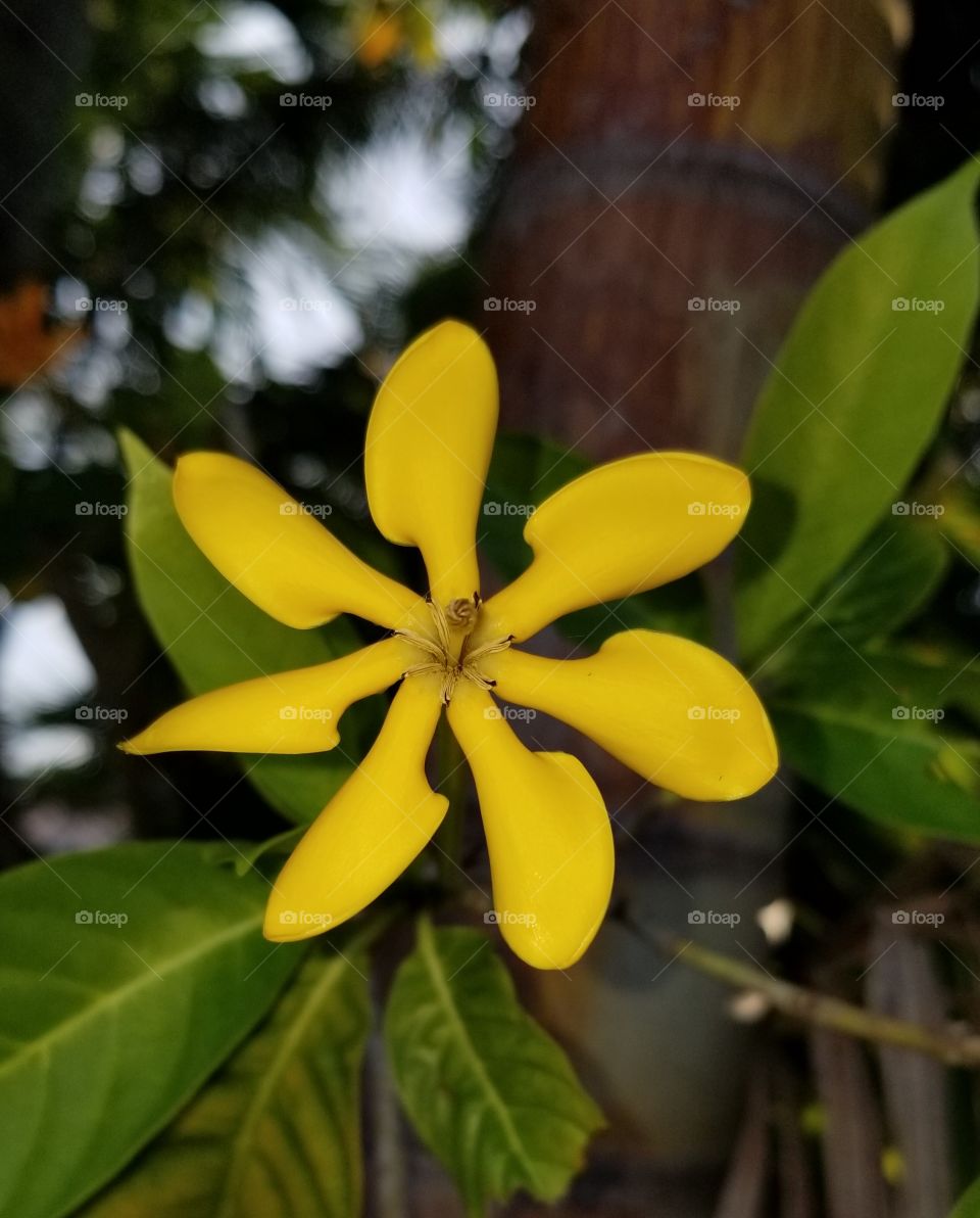 tropical golden gardenia heavenly fragrance