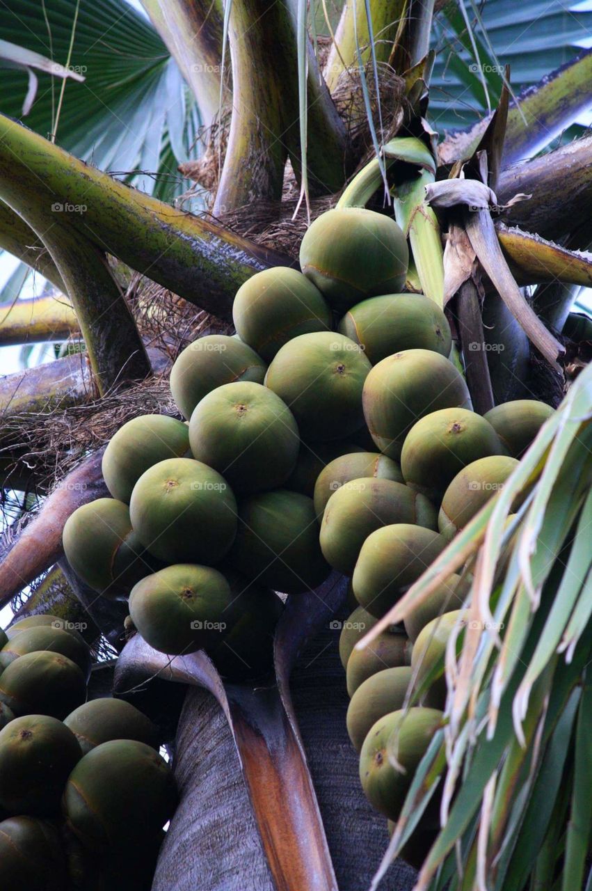 Date palm with abundant fruit
