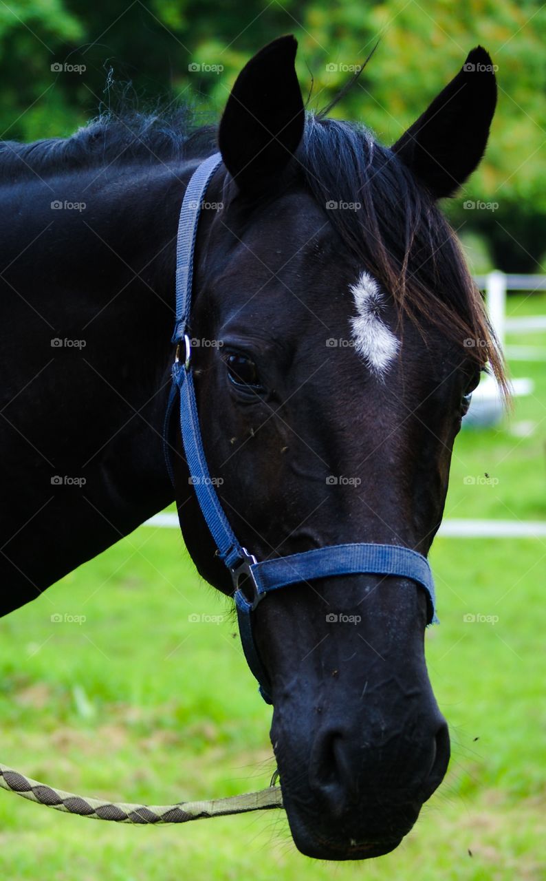 Horse. Beautiful black mare