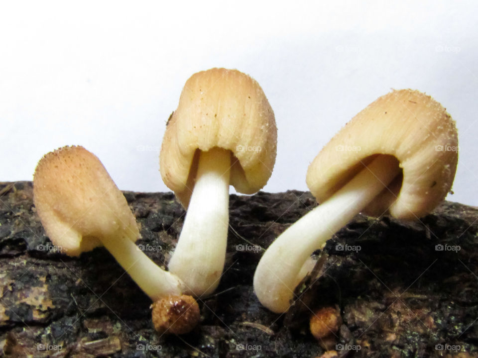 mushrooms growing from tree branch