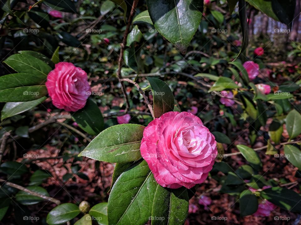 camellia