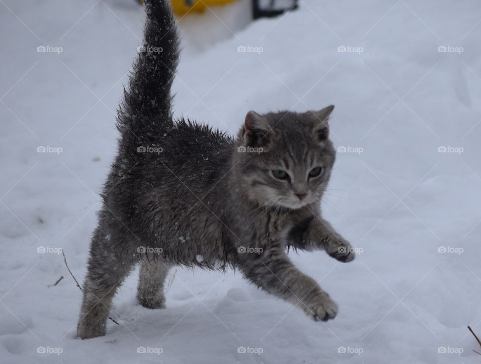 kitten experiencing snow for the first time