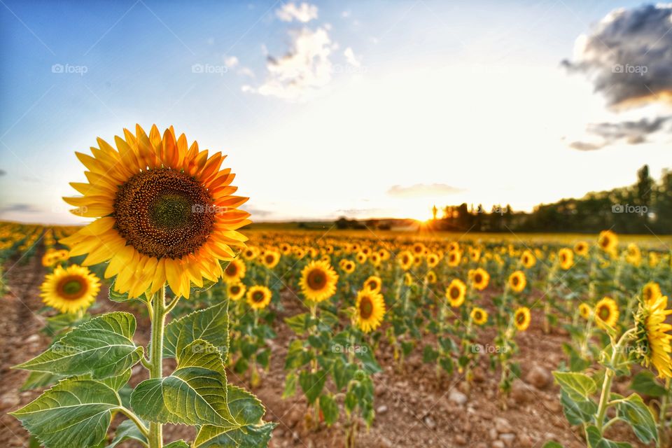 Girasoles