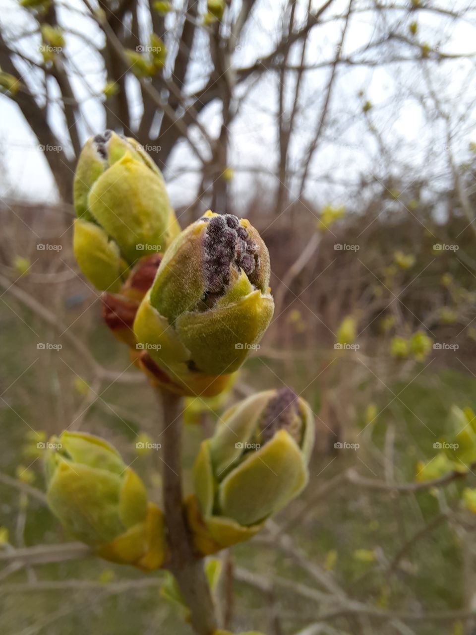 opening buds of violet lilac in early spring