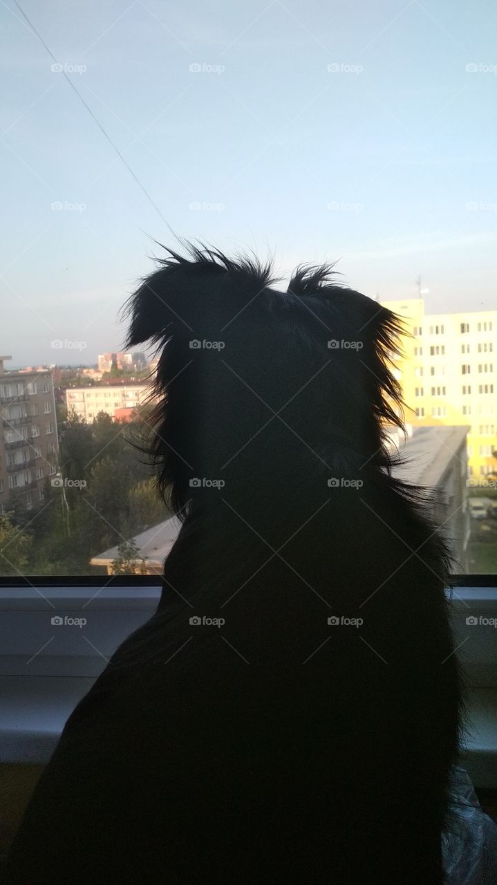 Dog watching his world