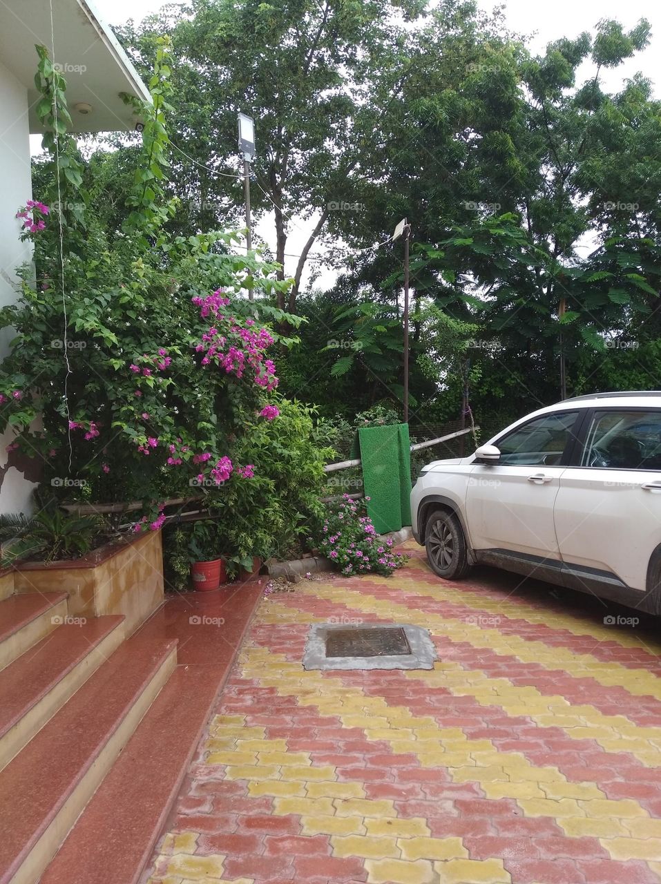 greenary scene green shurb small size looks very beautiful generally found everywhere