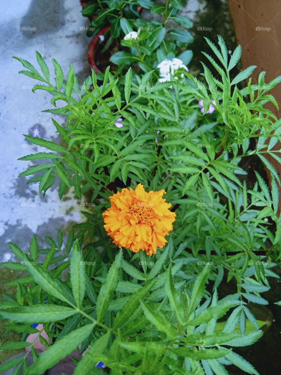 Marigold surrounded by green
