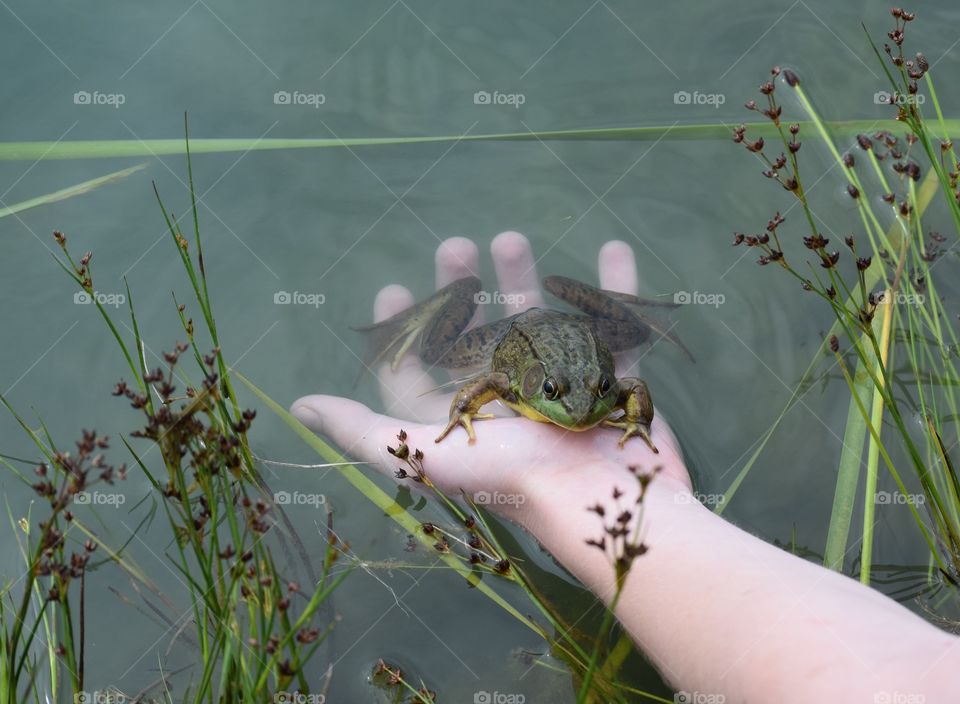 Frog on human hand