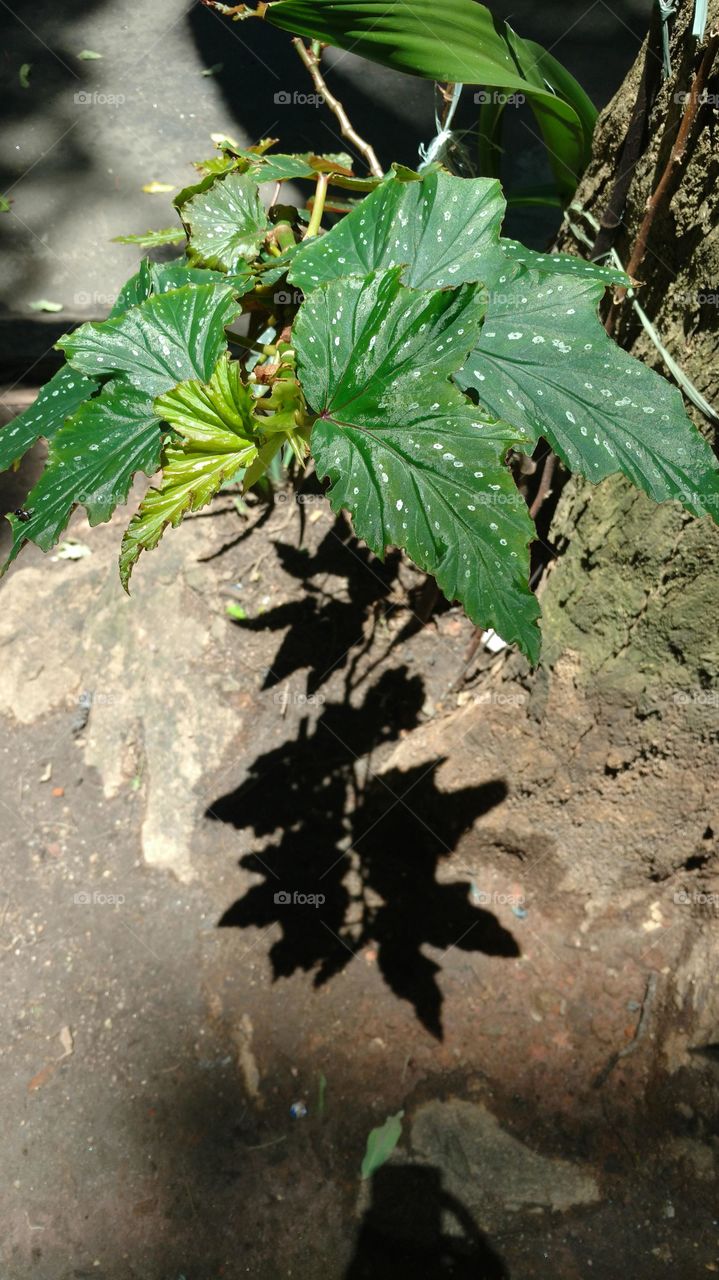 Plant and shadows